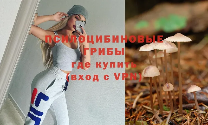 Галлюциногенные грибы Cubensis  Обнинск 